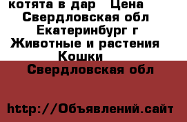 котята в дар › Цена ­ 1 - Свердловская обл., Екатеринбург г. Животные и растения » Кошки   . Свердловская обл.